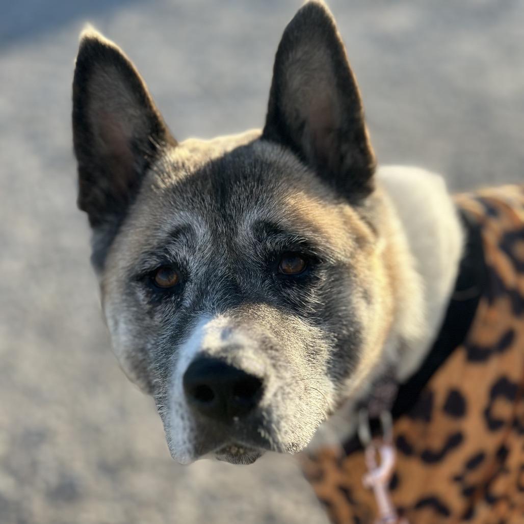 Mochi, a Adoptable Mixed Breed in Troy, IL image 4/6