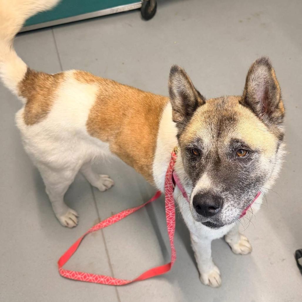 Enlarge Mochi, a Adoptable Mixed Breed in Troy, IL image 3/4