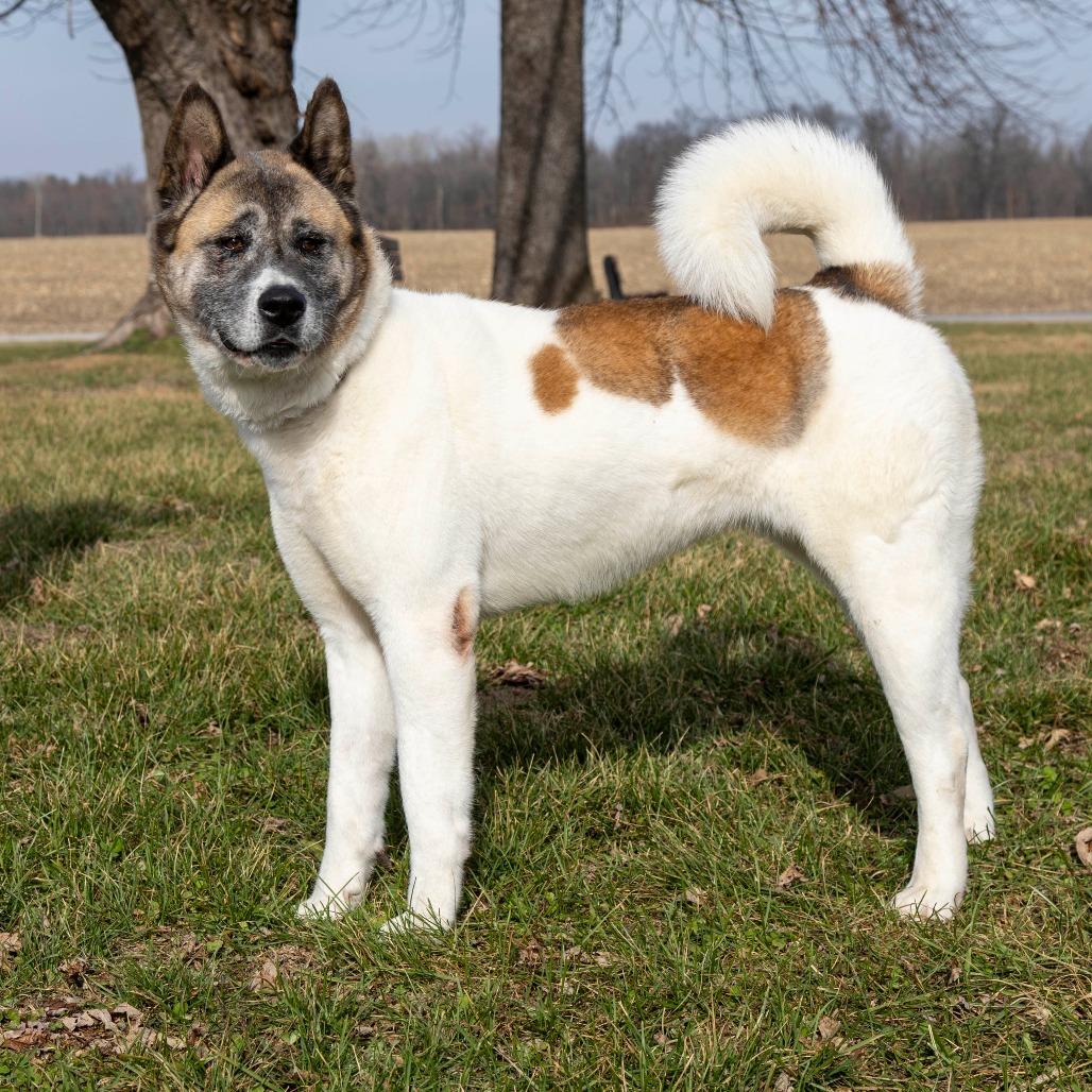 Enlarge Mochi, a Adoptable Mixed Breed in Troy, IL image 4/4