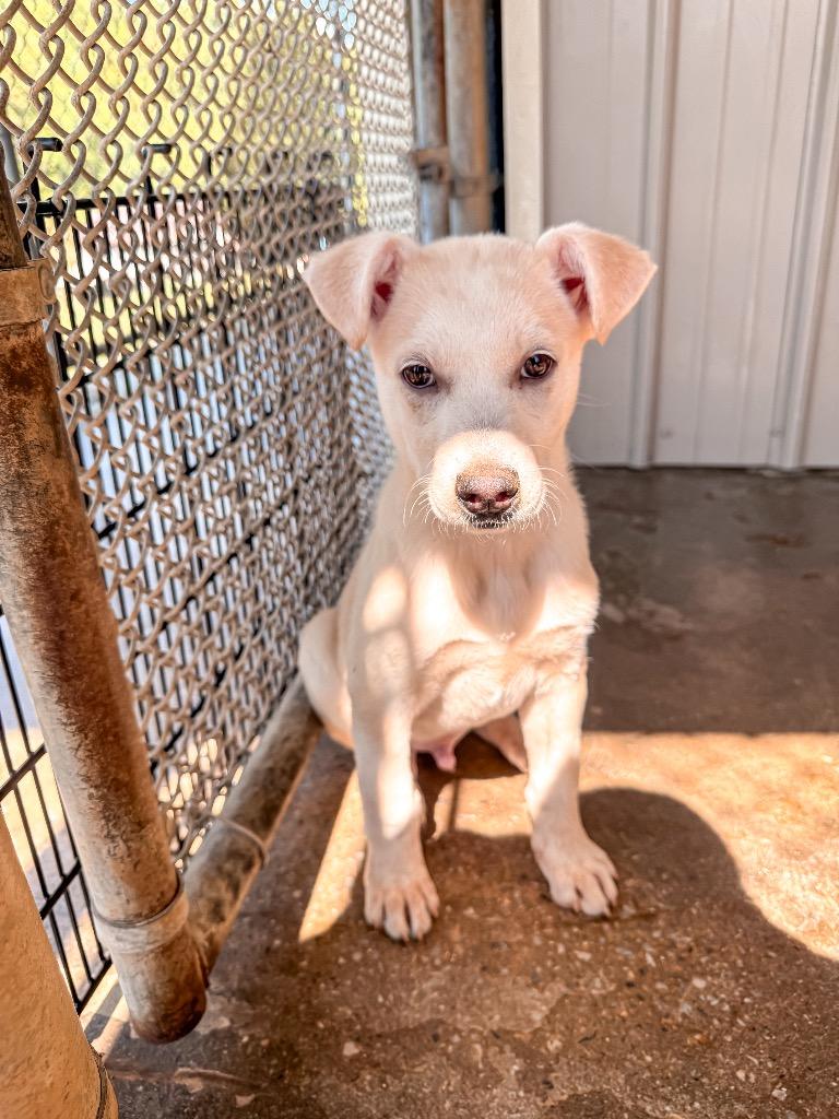 Enlarge McAvoy, a Adoptable mixed breed in Burnsville, NC image 1/2