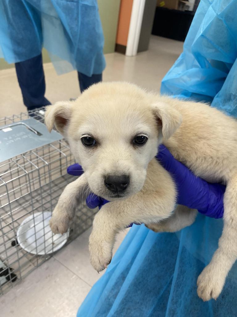 McAvoy, Adoptable, Puppy Male Husky.