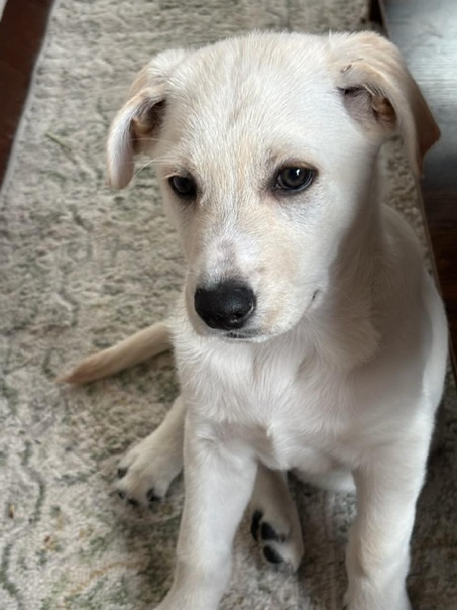 Bear, an adopted mixed breed in Calgary, AB image 2/2