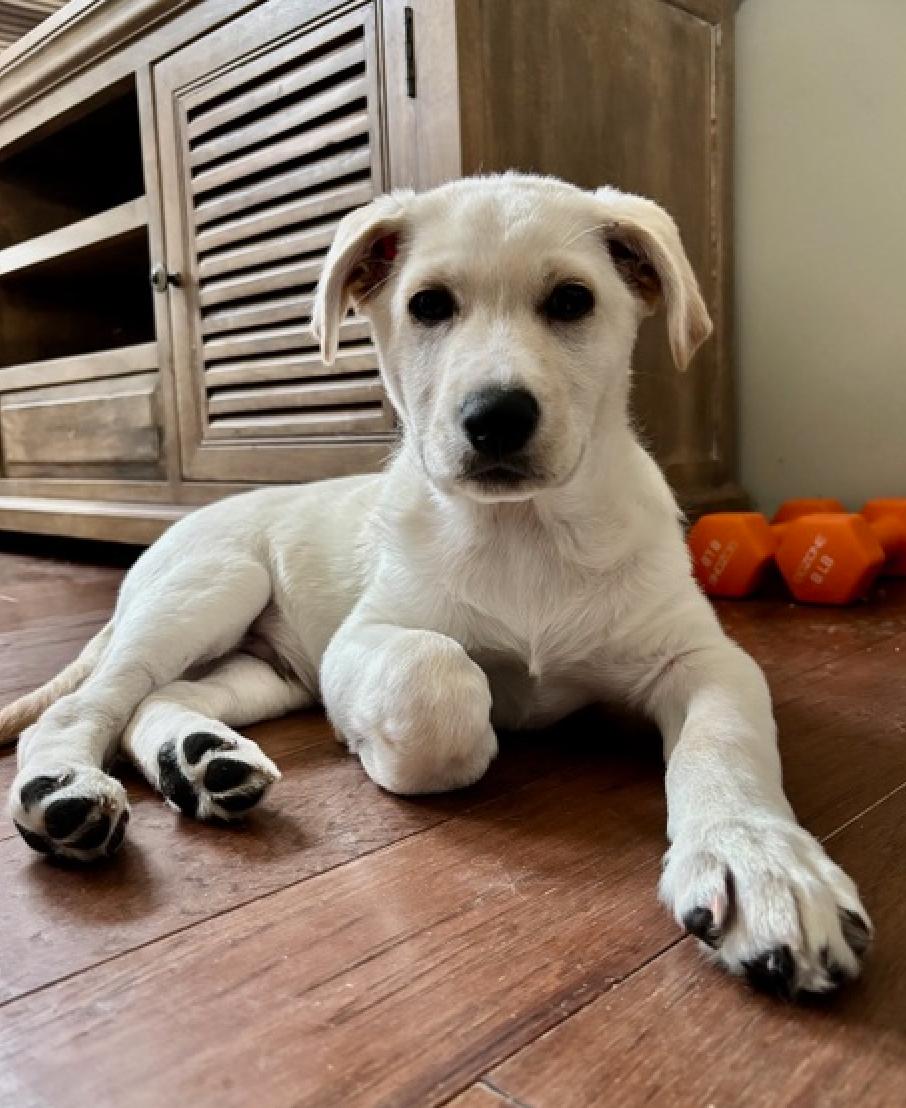 Bear, adopted, Young Male Labrador Retriever & Husky.