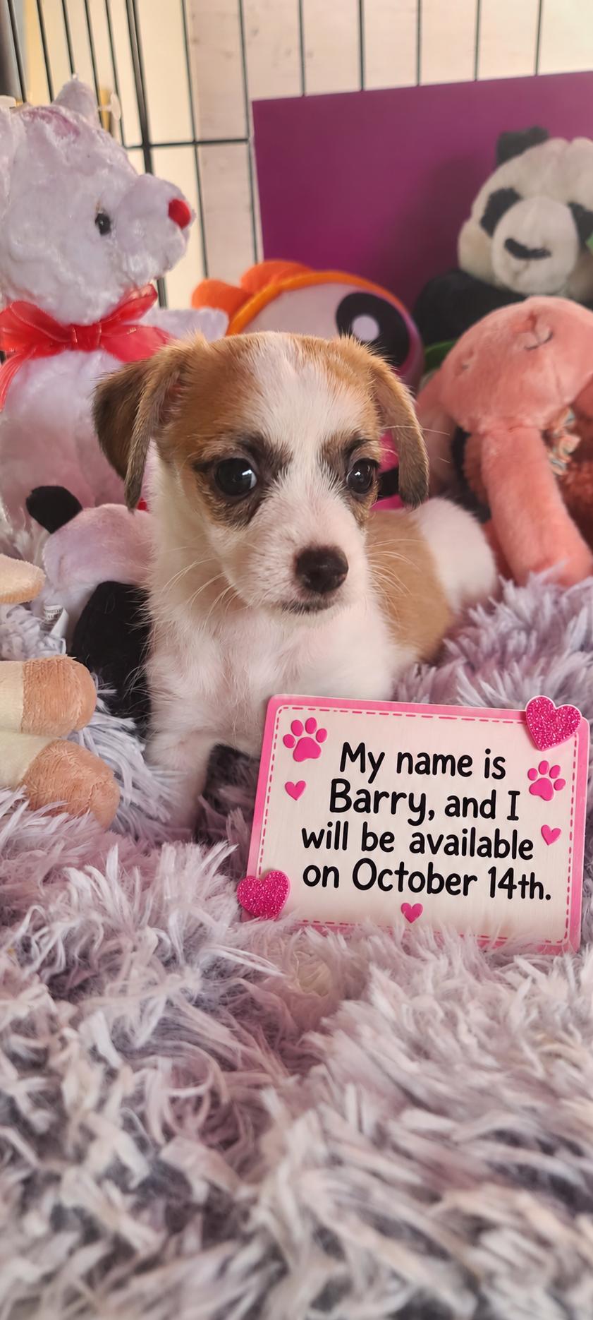 Barry, Adopted, Puppy Male Chihuahua & Terrier.