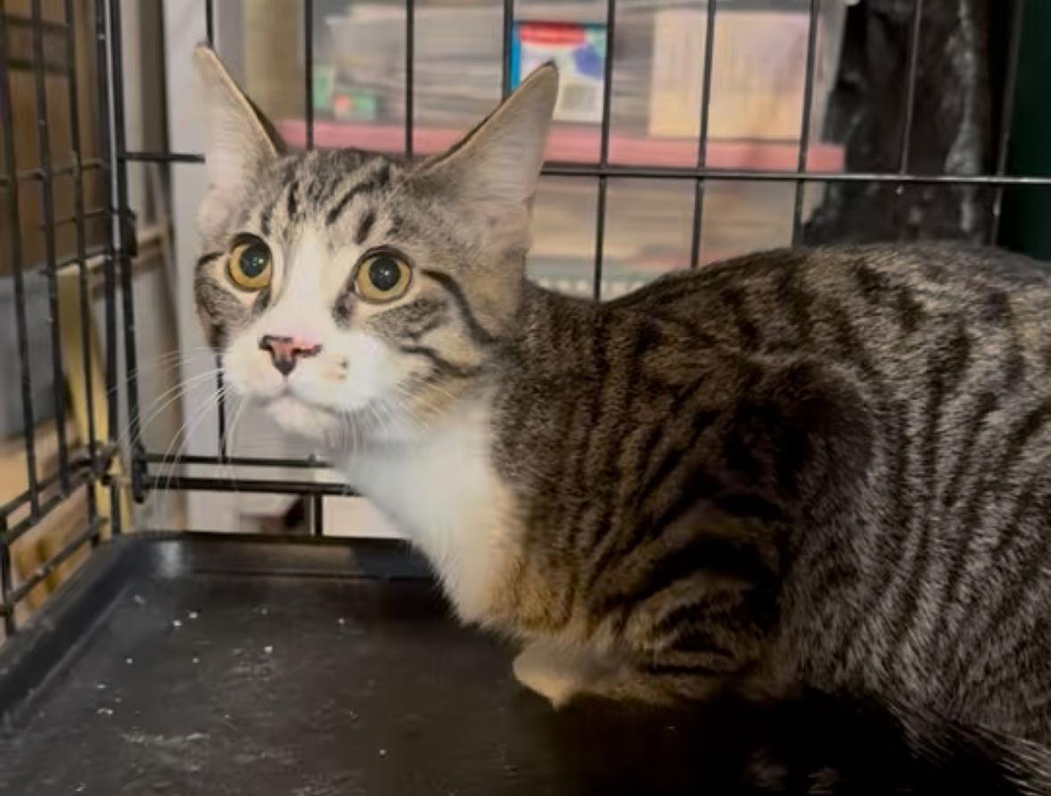 Enlarge Merlin, a Adoptable Tabby in Cuyahoga Falls, OH image 1/3