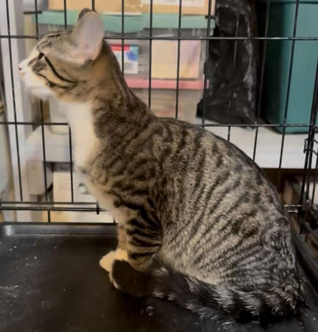 Enlarge Merlin, a Adoptable Tabby in Cuyahoga Falls, OH image 2/3