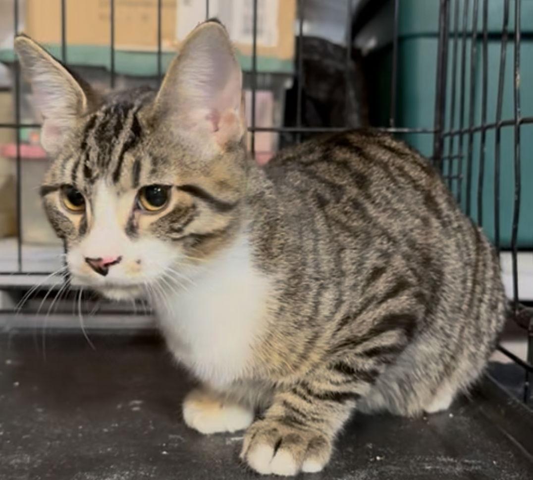 Enlarge Merlin, a Adoptable Tabby in Cuyahoga Falls, OH image 3/3
