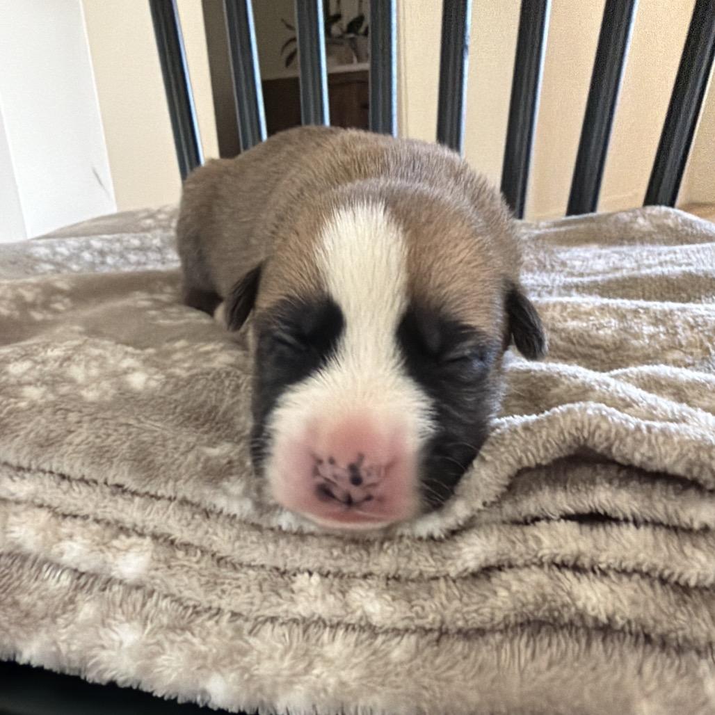 Cobweb, Adoptable, Puppy Male Boxer & Mixed Breed.