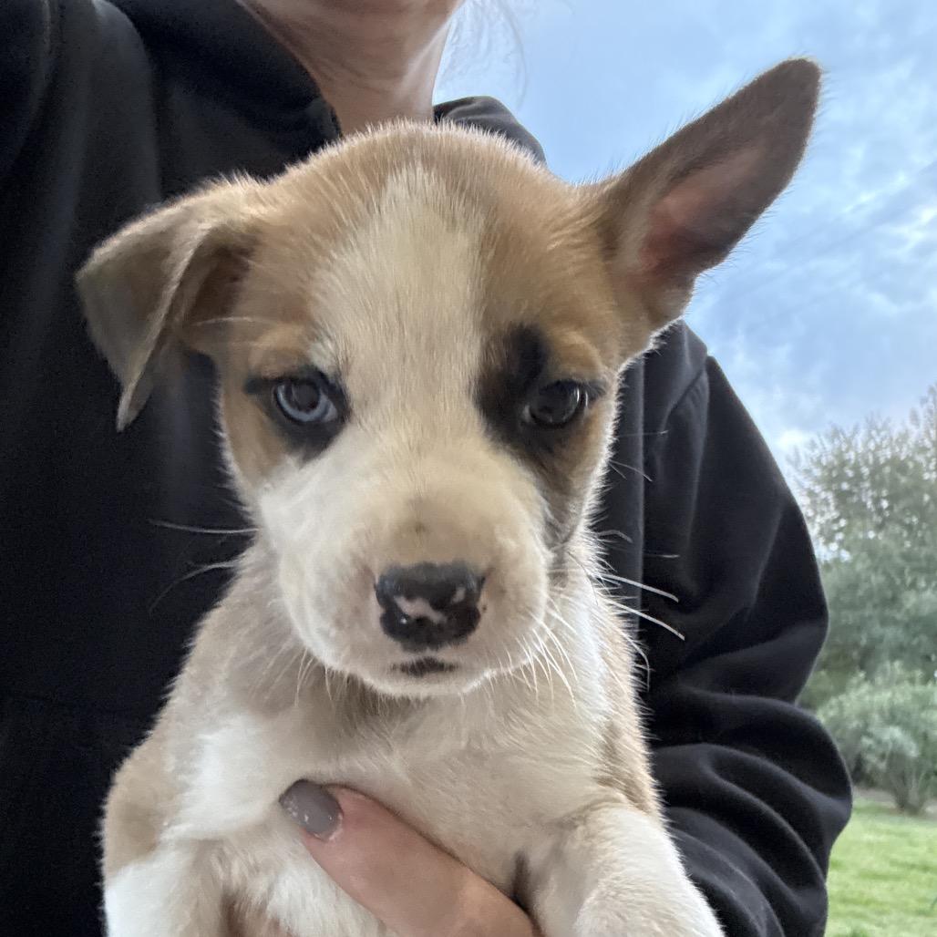 Enlarge Cobweb, a Adoptable mixed breed in Sacramento, CA image 2/3