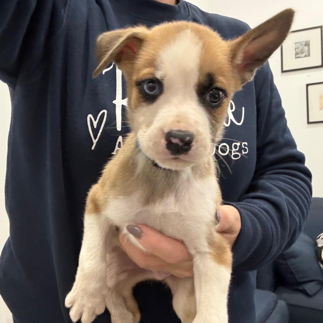Enlarge Cobweb, a Adoptable mixed breed in Sacramento, CA image 3/3