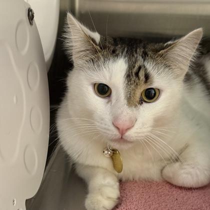 Sammie Gregg, Adoptable, Adult Male Domestic Short Hair.