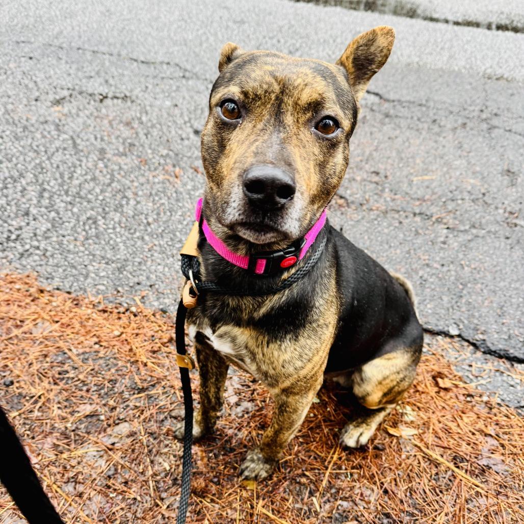 Enlarge Cooper, a Adoptable Mixed Breed in Summerville, SC image 1/2