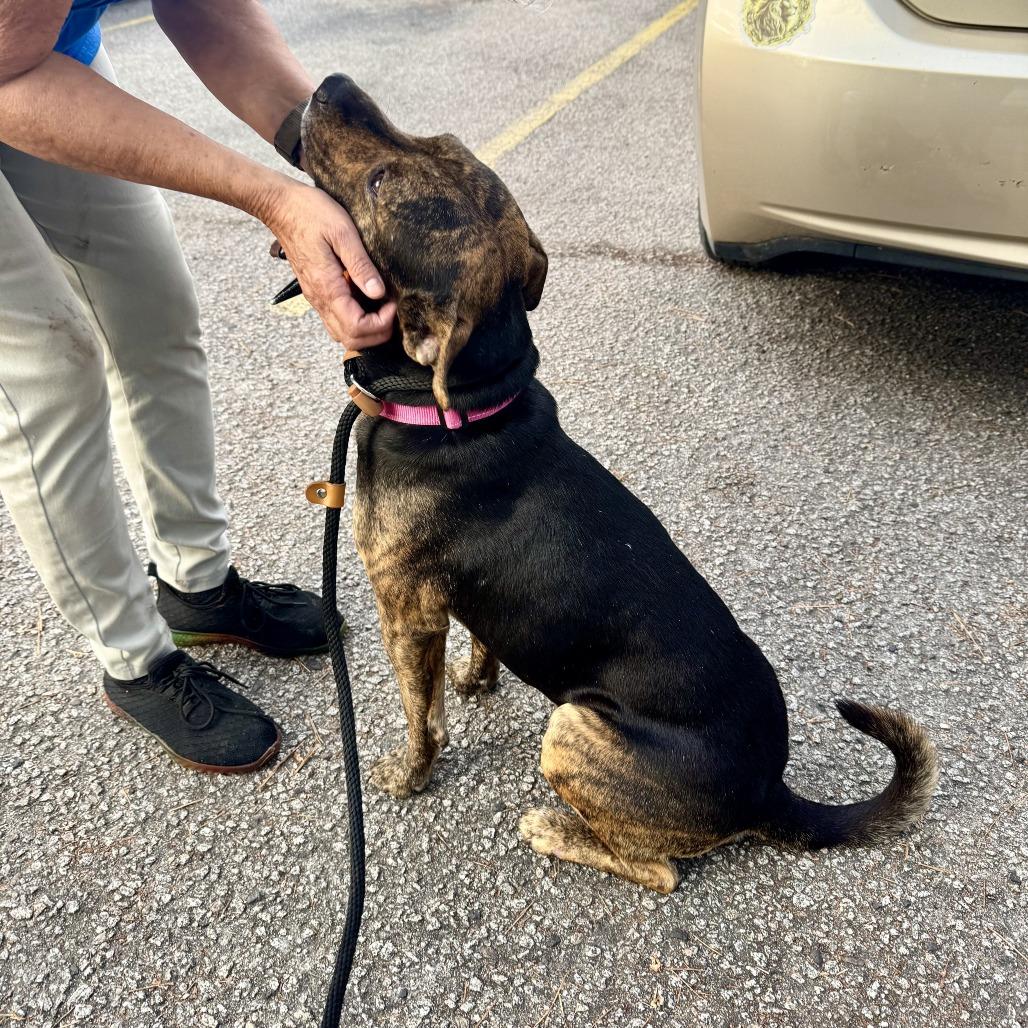 Enlarge Cooper, a Adoptable Mixed Breed in Summerville, SC image 2/2