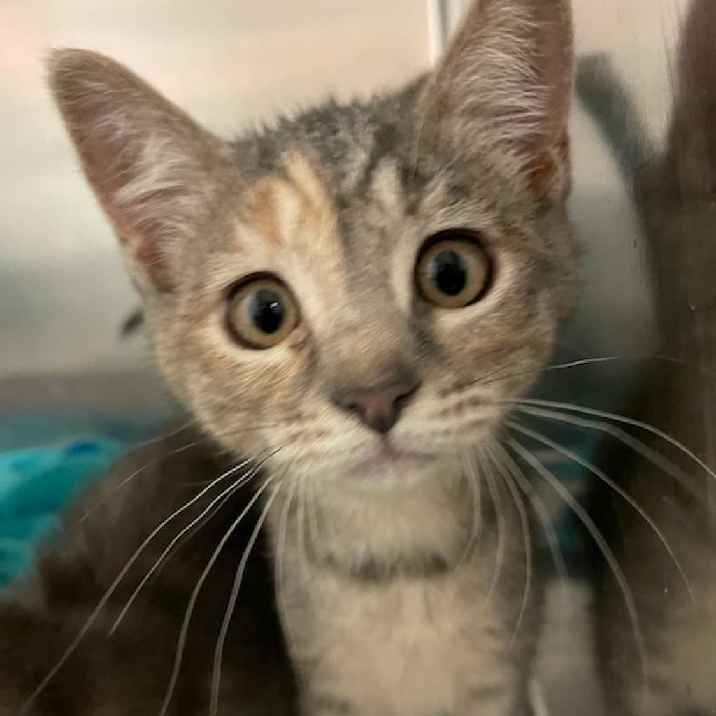 Enlarge Daisy, a Adoptable Domestic Short Hair in Idaho Falls, ID image 1/2