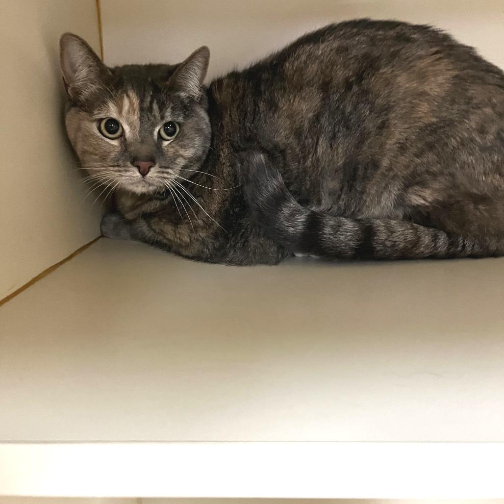 Enlarge Daisy, a Adoptable Domestic Short Hair in Idaho Falls, ID image 2/2