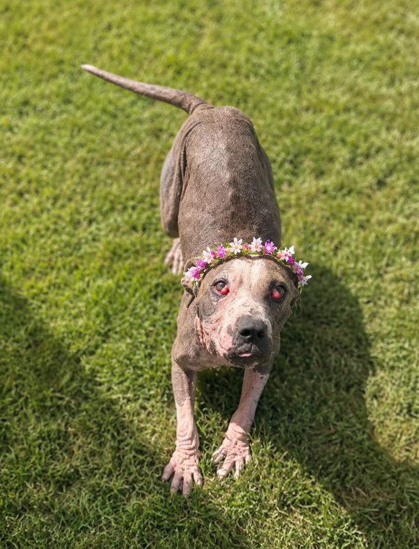 Sherri, Adoptable, Adult Female Pit Bull Terrier.