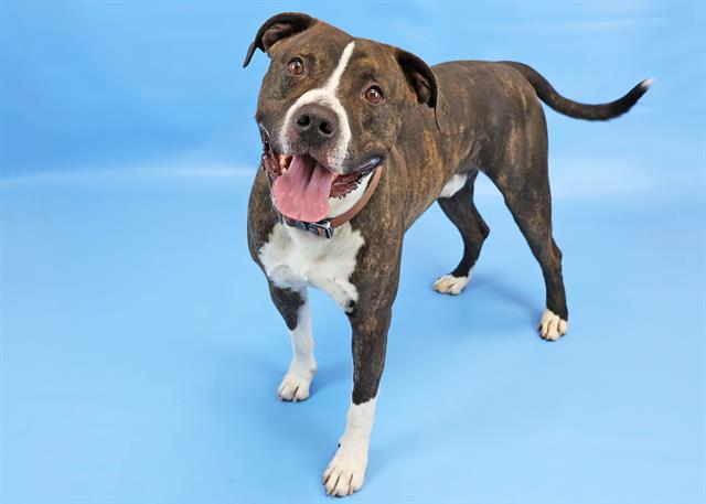 Enlarge SCOUT, a Adoptable Pit Bull Terrier in Colorado Springs, CO image 1/1
