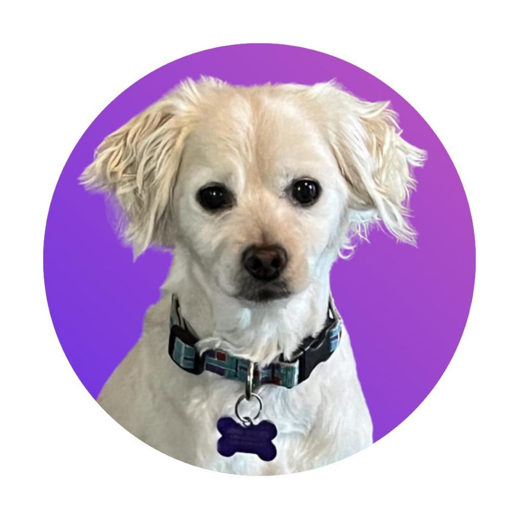 Enlarge Sir Edward "Eddy" Woofington, a Adoptable Spaniel in Pacific Grove, CA image 1/6