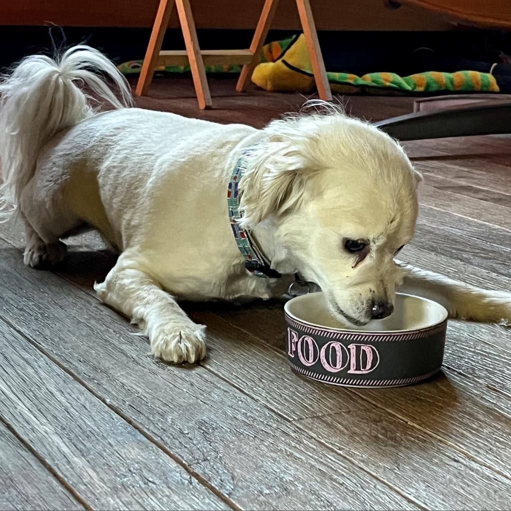 Enlarge Sir Edward "Eddy" Woofington, a Adoptable Spaniel in Pacific Grove, CA image 2/6