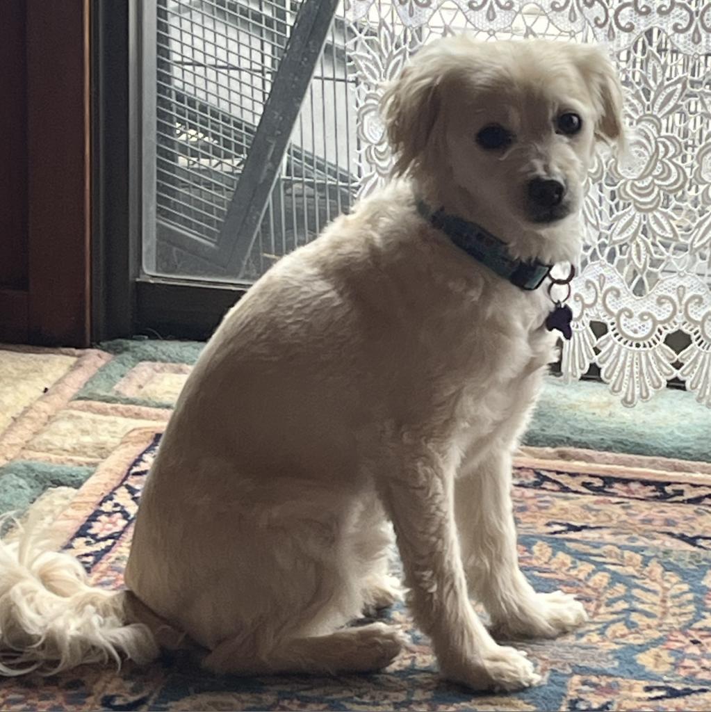 Enlarge Sir Edward "Eddy" Woofington, a Adoptable Spaniel in Pacific Grove, CA image 3/6