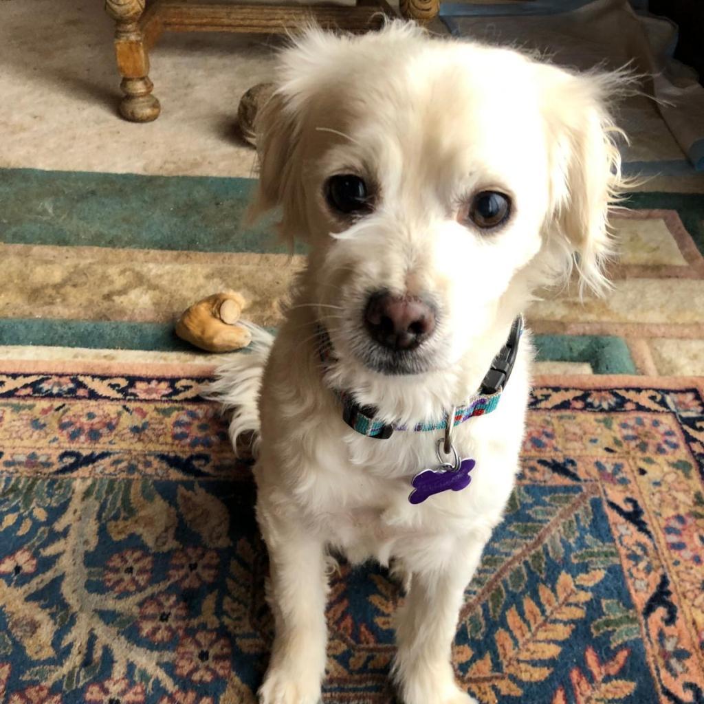 Enlarge Sir Edward "Eddy" Woofington, a Adoptable Spaniel in Pacific Grove, CA image 4/6