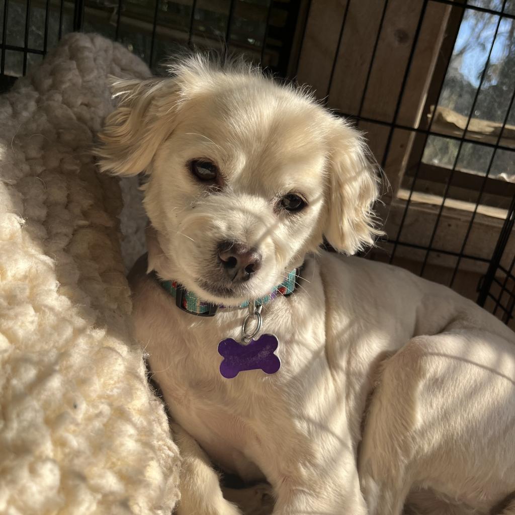 Enlarge Sir Edward "Eddy" Woofington, a Adoptable Spaniel in Pacific Grove, CA image 5/6
