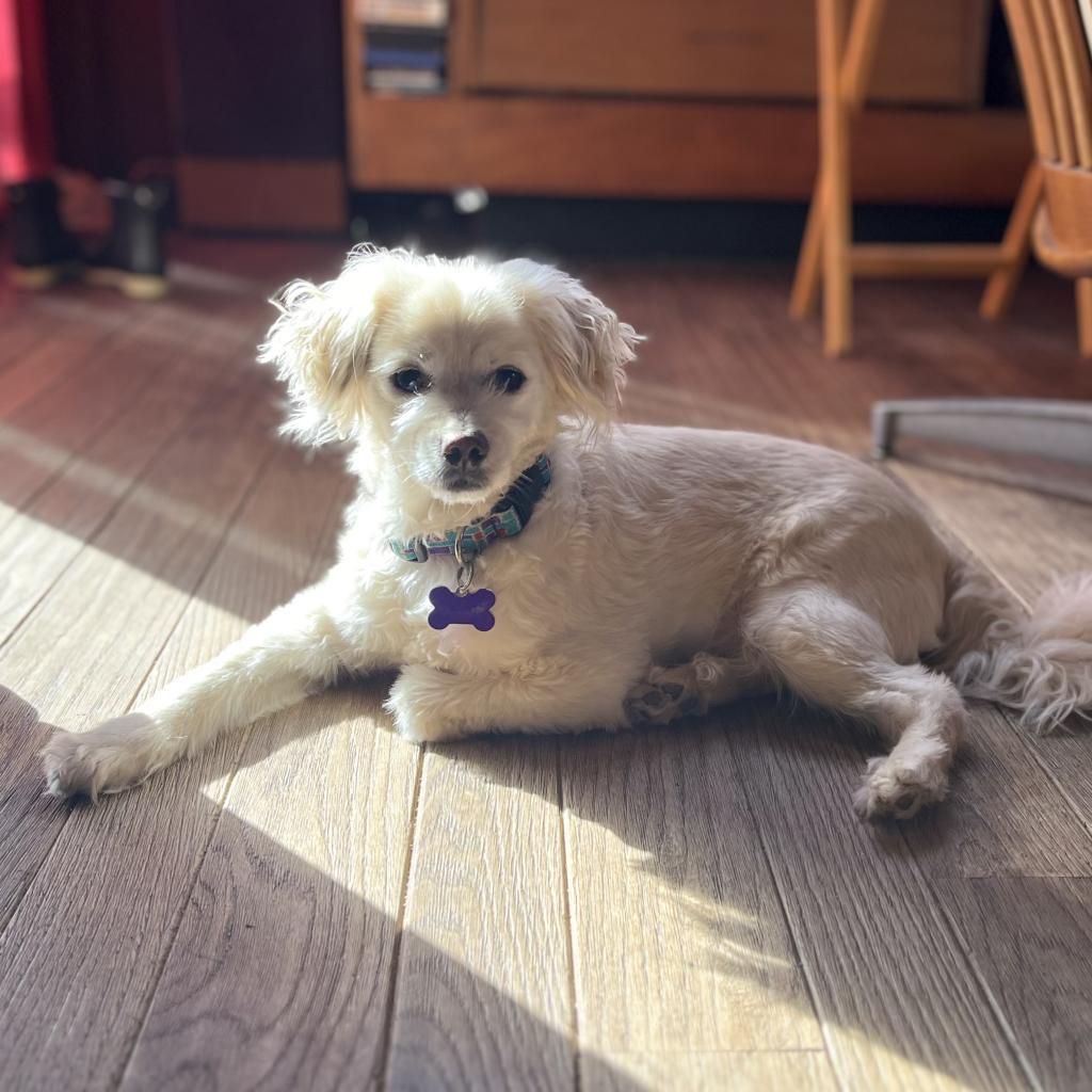 Enlarge Sir Edward "Eddy" Woofington, a Adoptable Spaniel in Pacific Grove, CA image 6/6