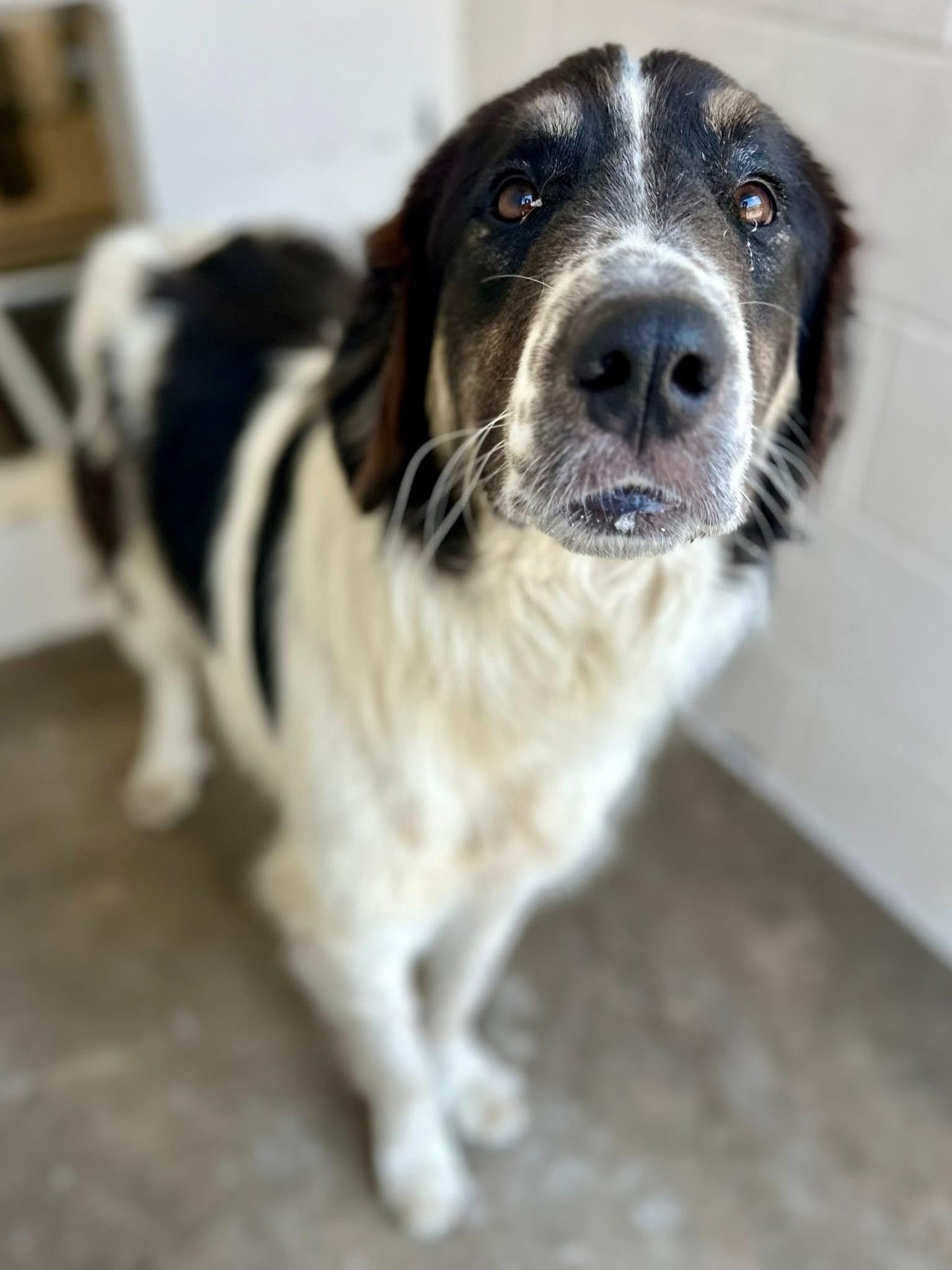 A2026, ADOPTABLE, Young Male English Springer Spaniel.