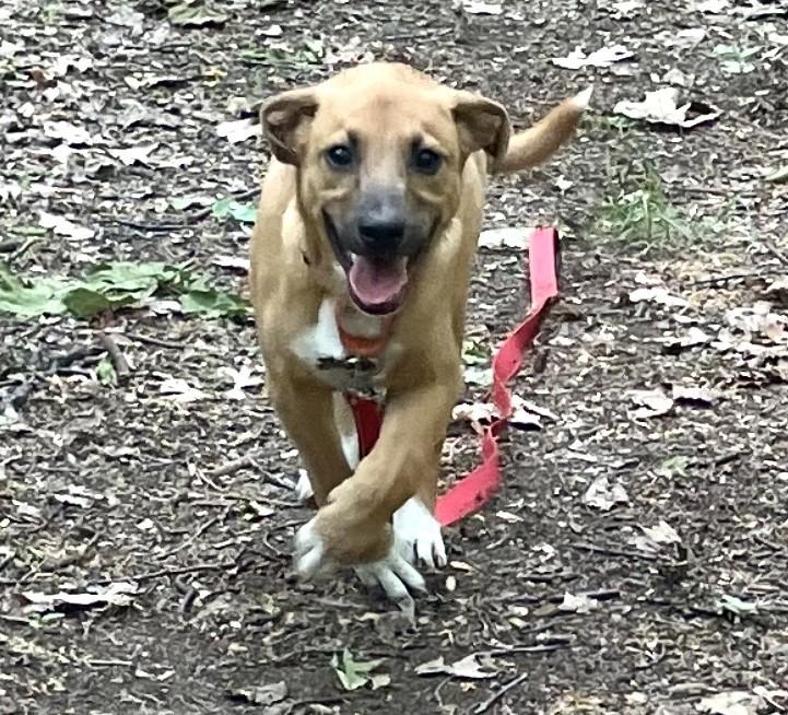 Enlarge Darkside, a Adoptable mixed breed in Albany, NY image 5/6