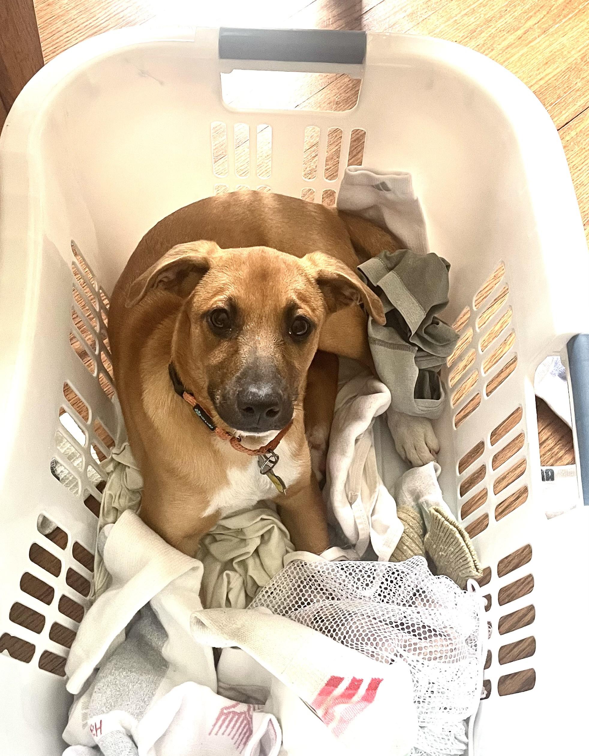 Enlarge Darkside, a Adoptable mixed breed in Albany, NY image 3/6