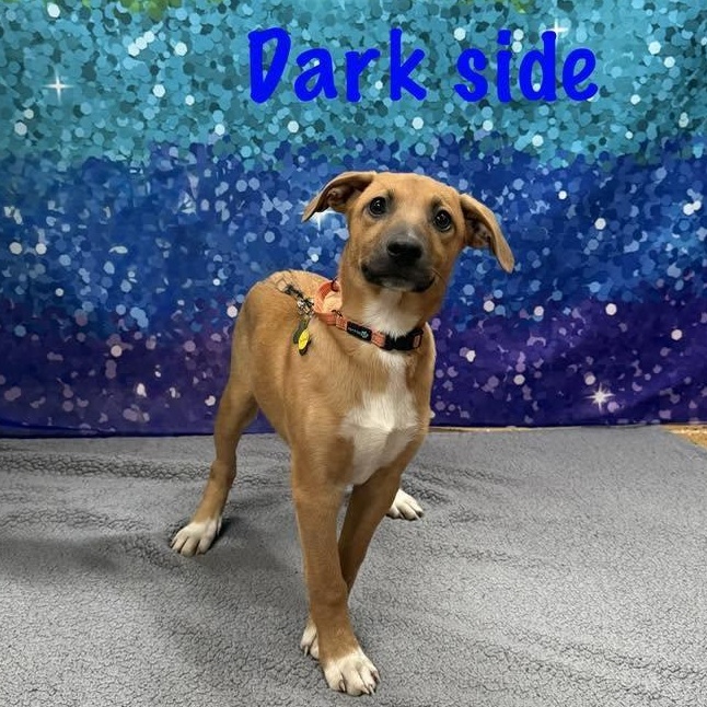 Enlarge Darkside, a Adoptable mixed breed in Albany, NY image 6/6