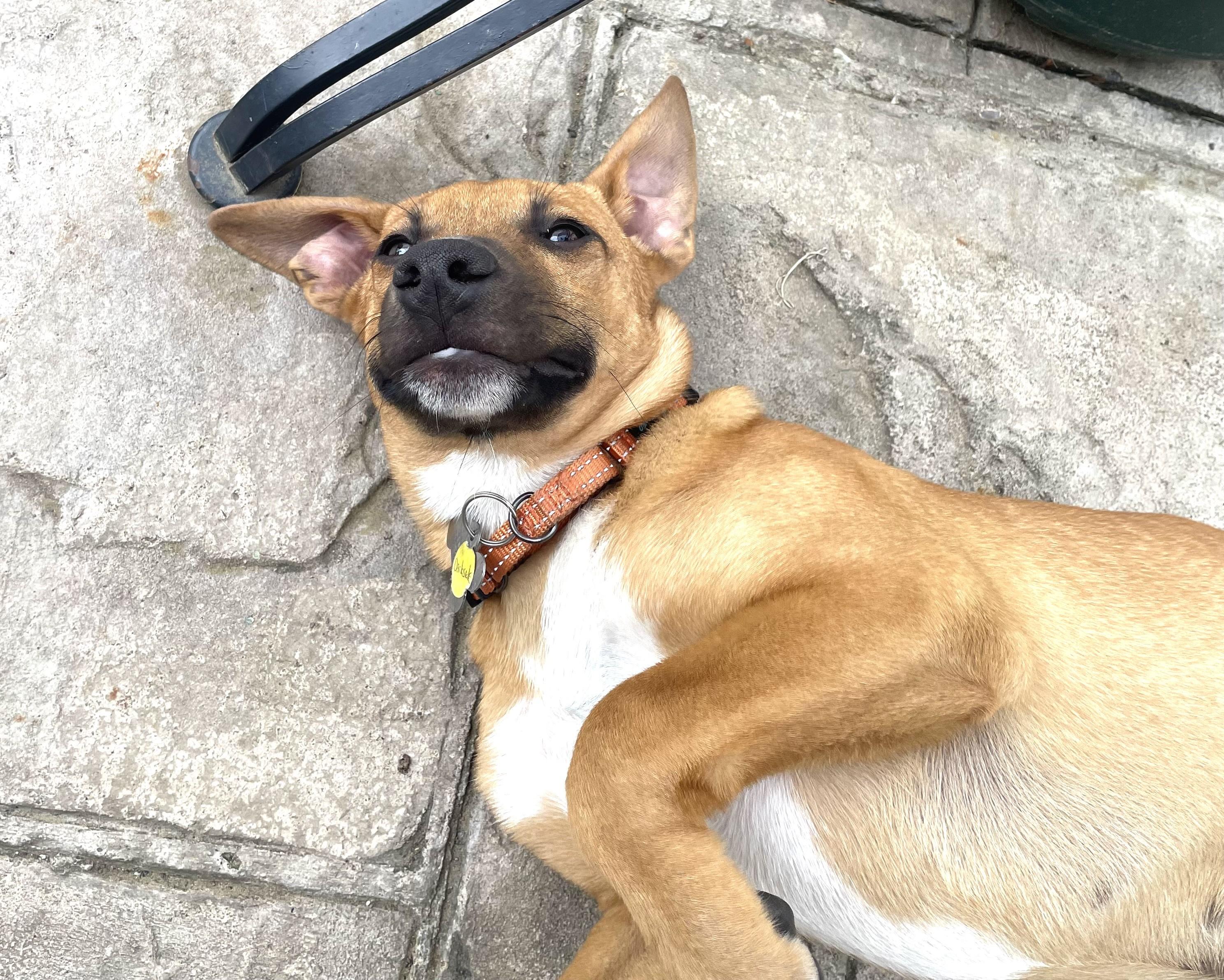 Enlarge Darkside, a Adoptable mixed breed in Albany, NY image 2/6