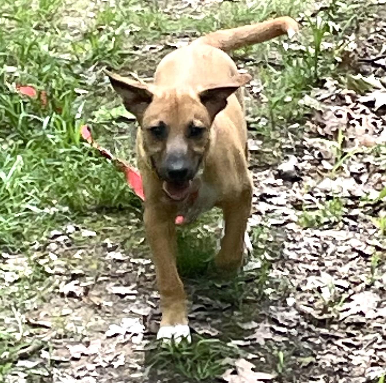 Enlarge Darkside, a Adoptable mixed breed in Albany, NY image 4/6
