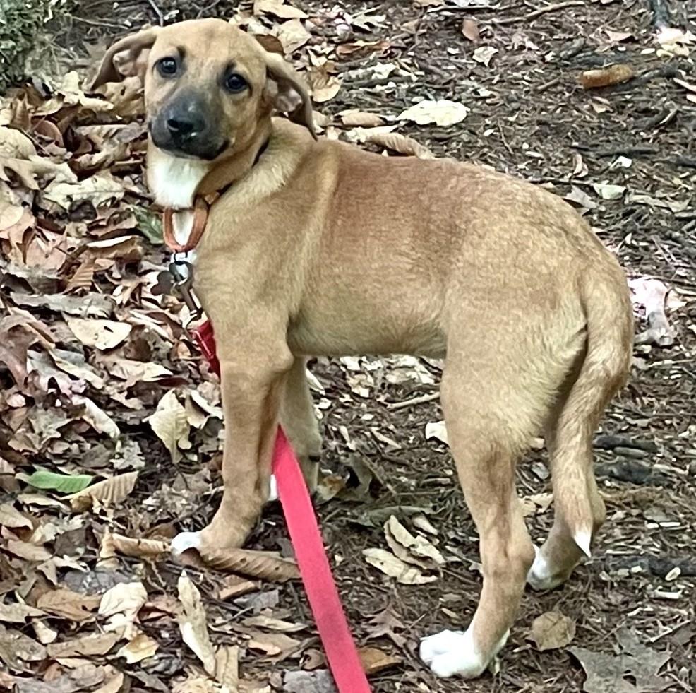 Enlarge Darkside, a Adoptable mixed breed in Albany, NY image 1/6