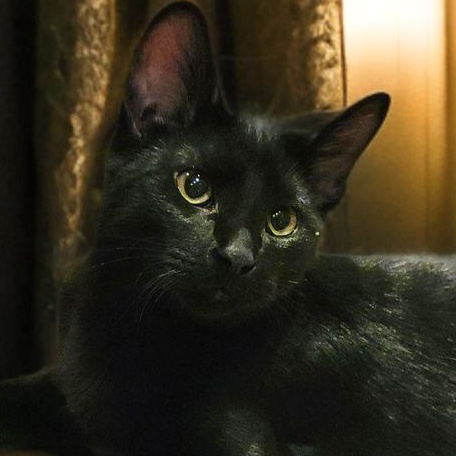 Enlarge Spider-Man (Peter Parker), an adopted Domestic Short Hair in OVERLAND PARK, KS image 2/3