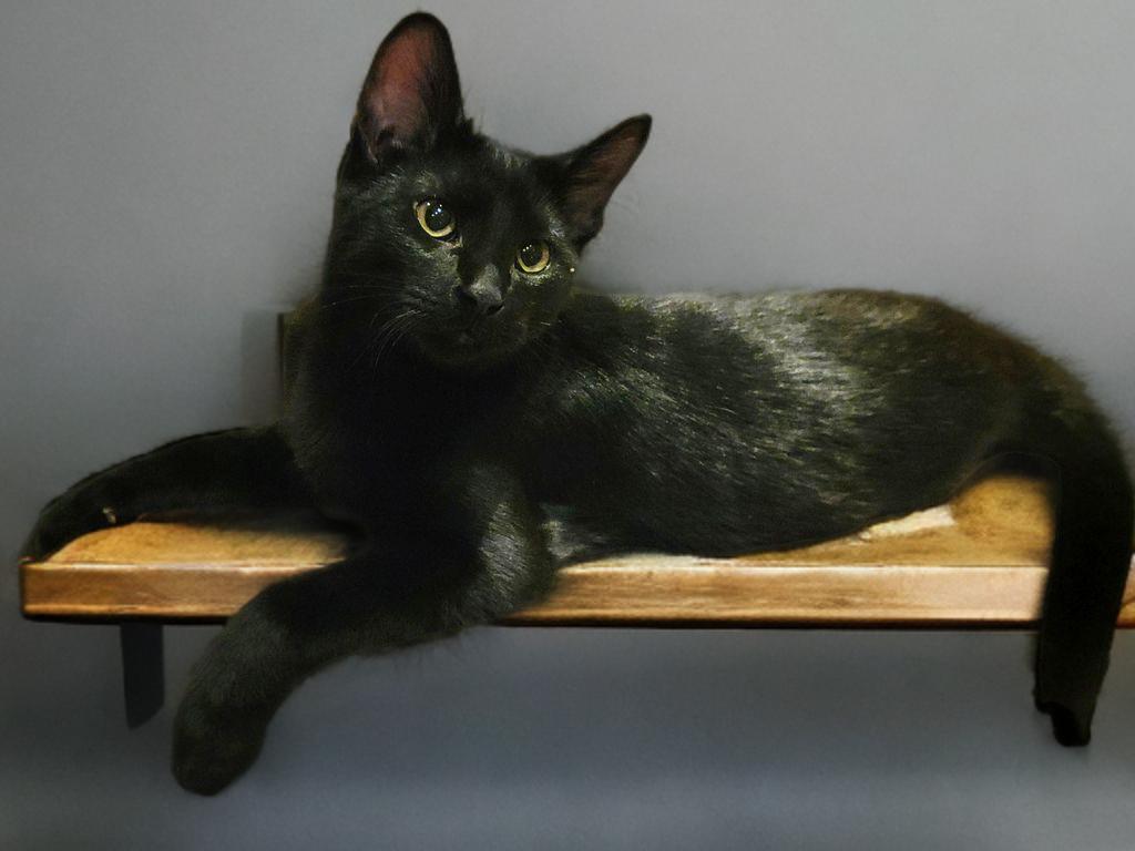 Spider-Man (Peter Parker), adopted, Kitten Male Domestic Short Hair.