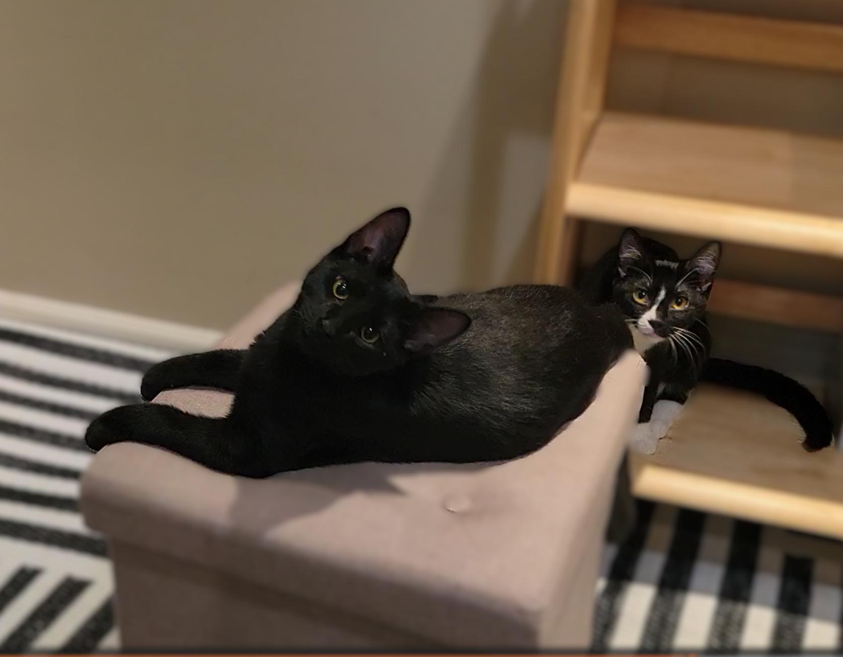 Enlarge Spider-Man (Peter Parker), an adopted Domestic Short Hair in OVERLAND PARK, KS image 3/3