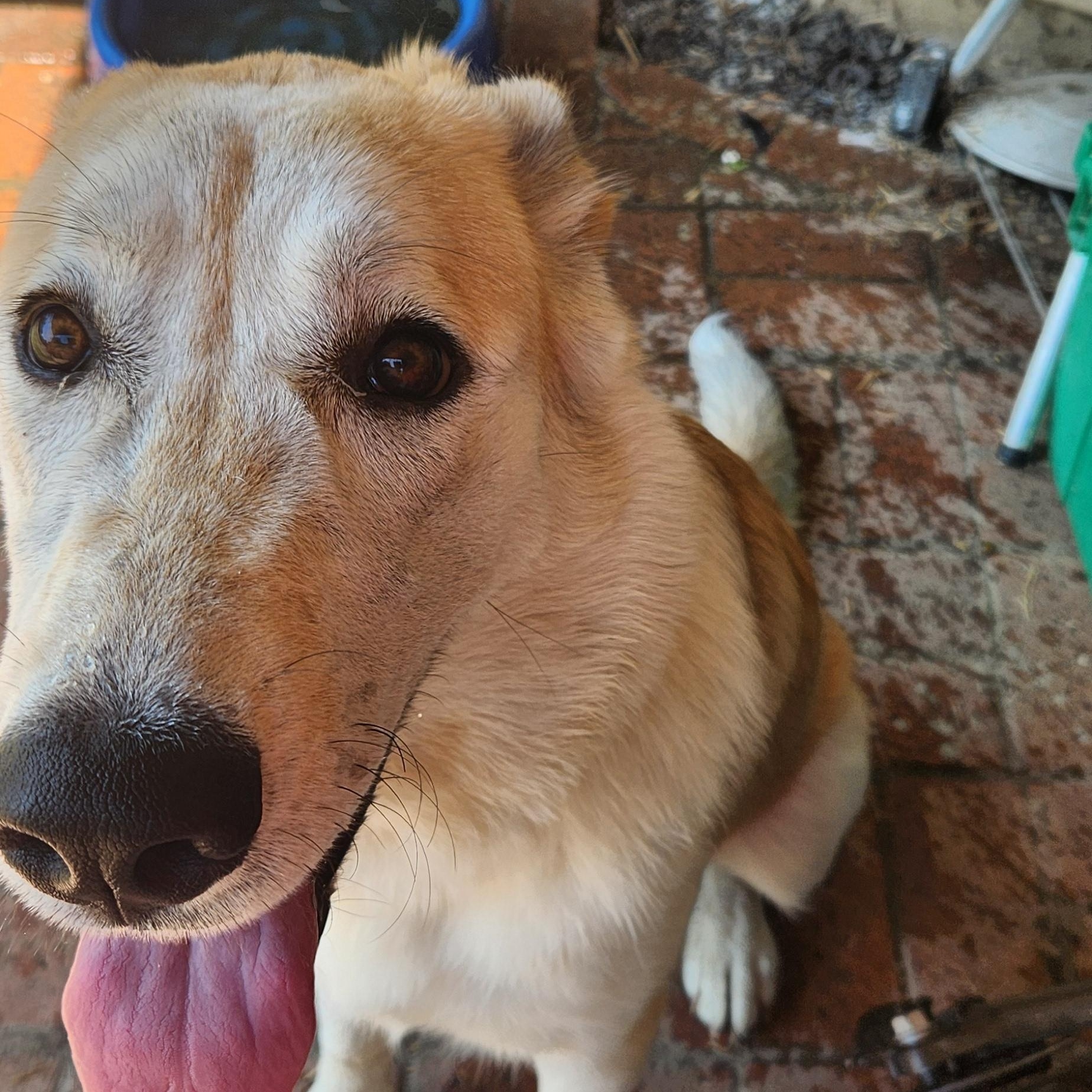 Enlarge Daisy May (EXPERIENCED ADOPTERS ONLY), a Adoptable mixed breed in Tracy, CA image 2/6