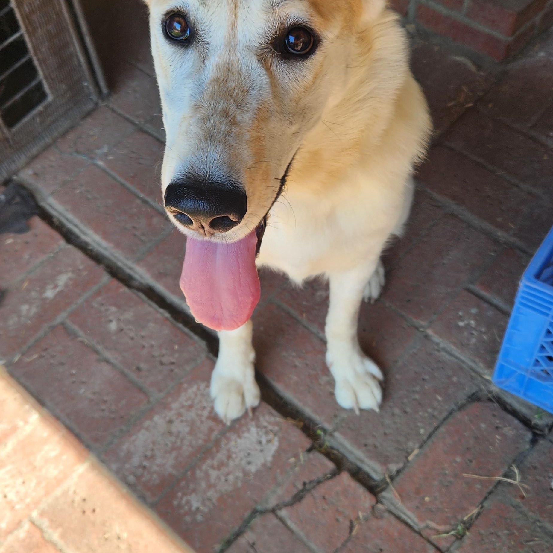 Enlarge Daisy May (EXPERIENCED ADOPTERS ONLY), a Adoptable mixed breed in Tracy, CA image 3/6