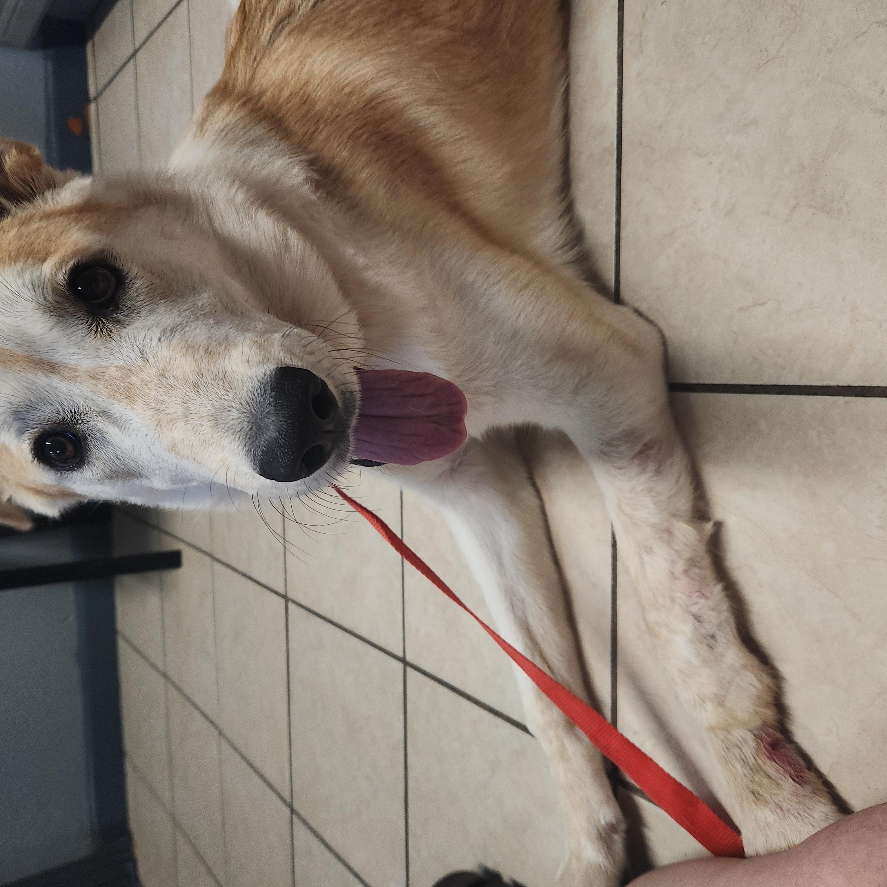 Enlarge Daisy May (EXPERIENCED ADOPTERS ONLY), a Adoptable mixed breed in Tracy, CA image 4/6