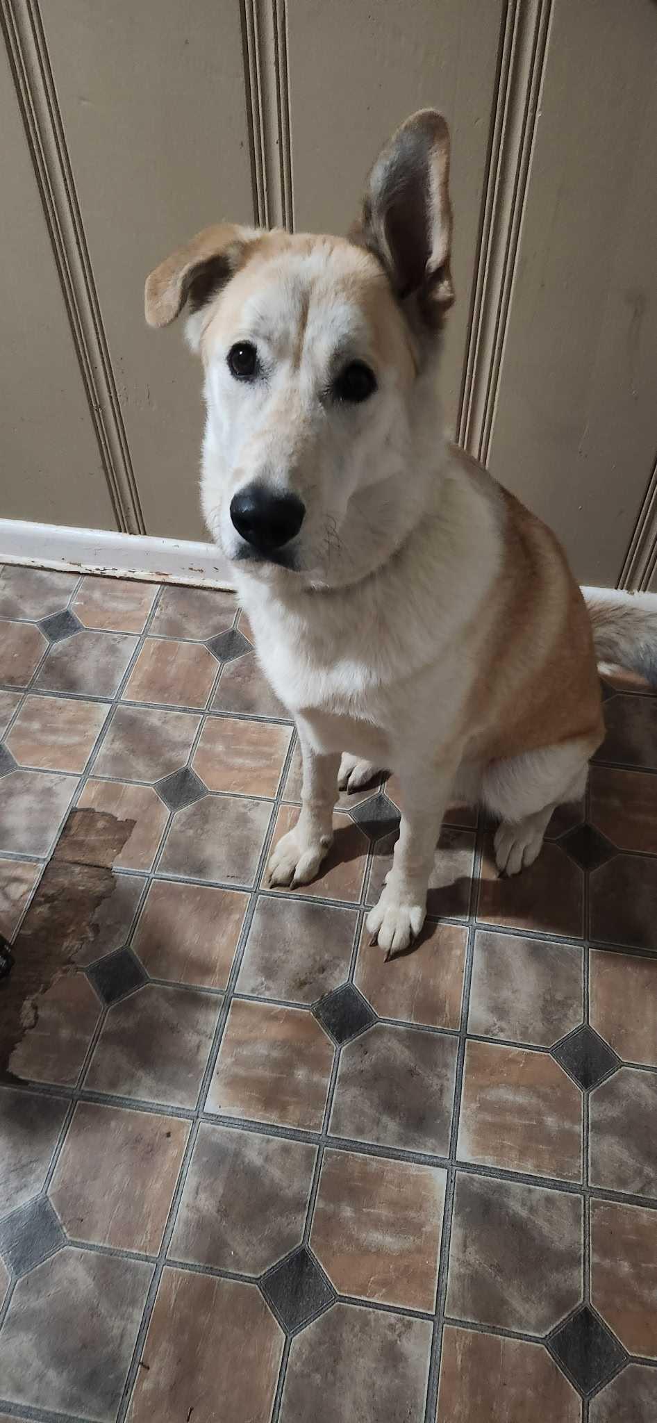 Daisy May (EXPERIENCED ADOPTERS ONLY), Adoptable, Young Female Great Pyrenees & Labrador Retriever.