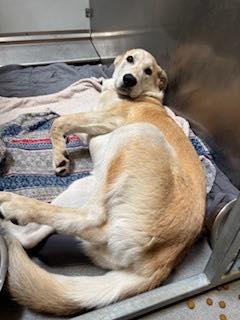 Enlarge Daisy May (EXPERIENCED ADOPTERS ONLY), a Adoptable mixed breed in Tracy, CA image 5/6