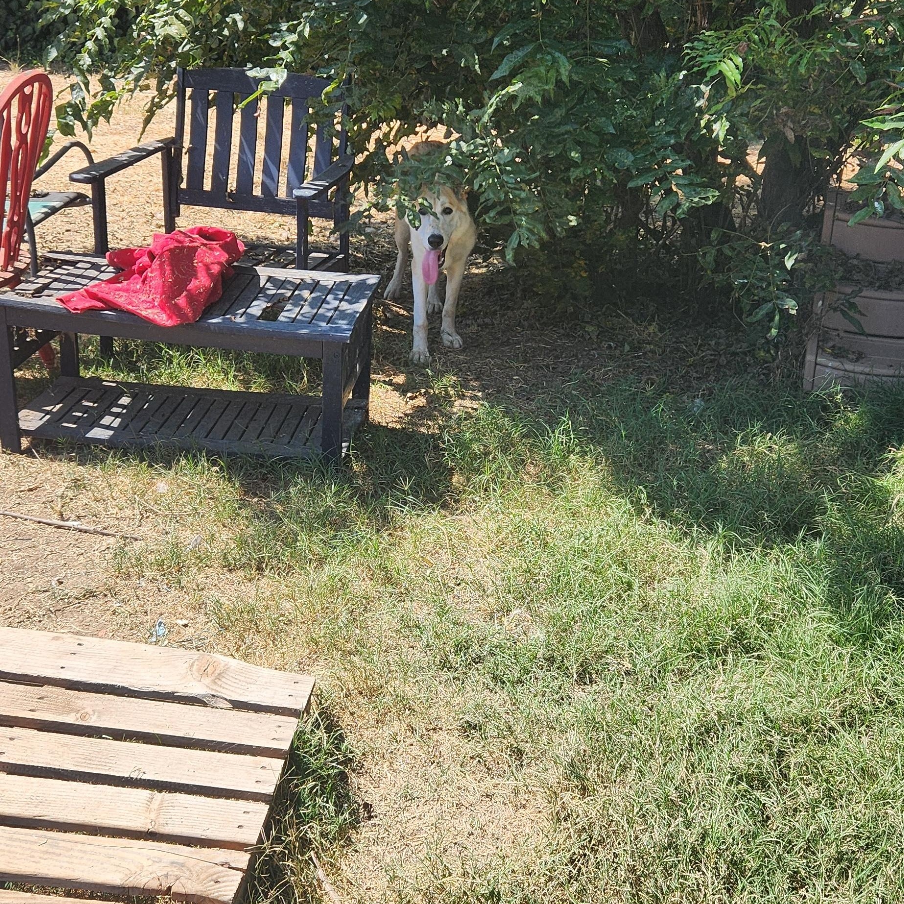 Enlarge Daisy May (EXPERIENCED ADOPTERS ONLY), a Adoptable mixed breed in Tracy, CA image 6/6