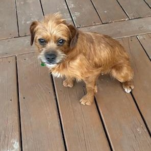 Jellybean , an adopted mixed breed in Springfield, MO image 5/5