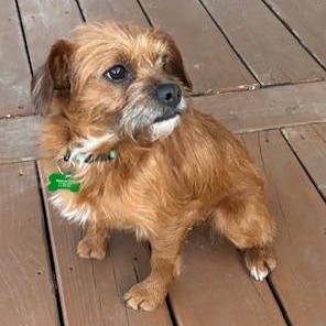 Jellybean , an adopted mixed breed in Springfield, MO image 1/5