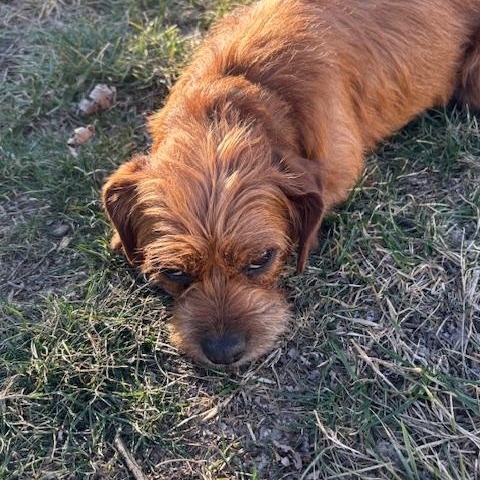 Jellybean , an adopted mixed breed in Springfield, MO image 4/5