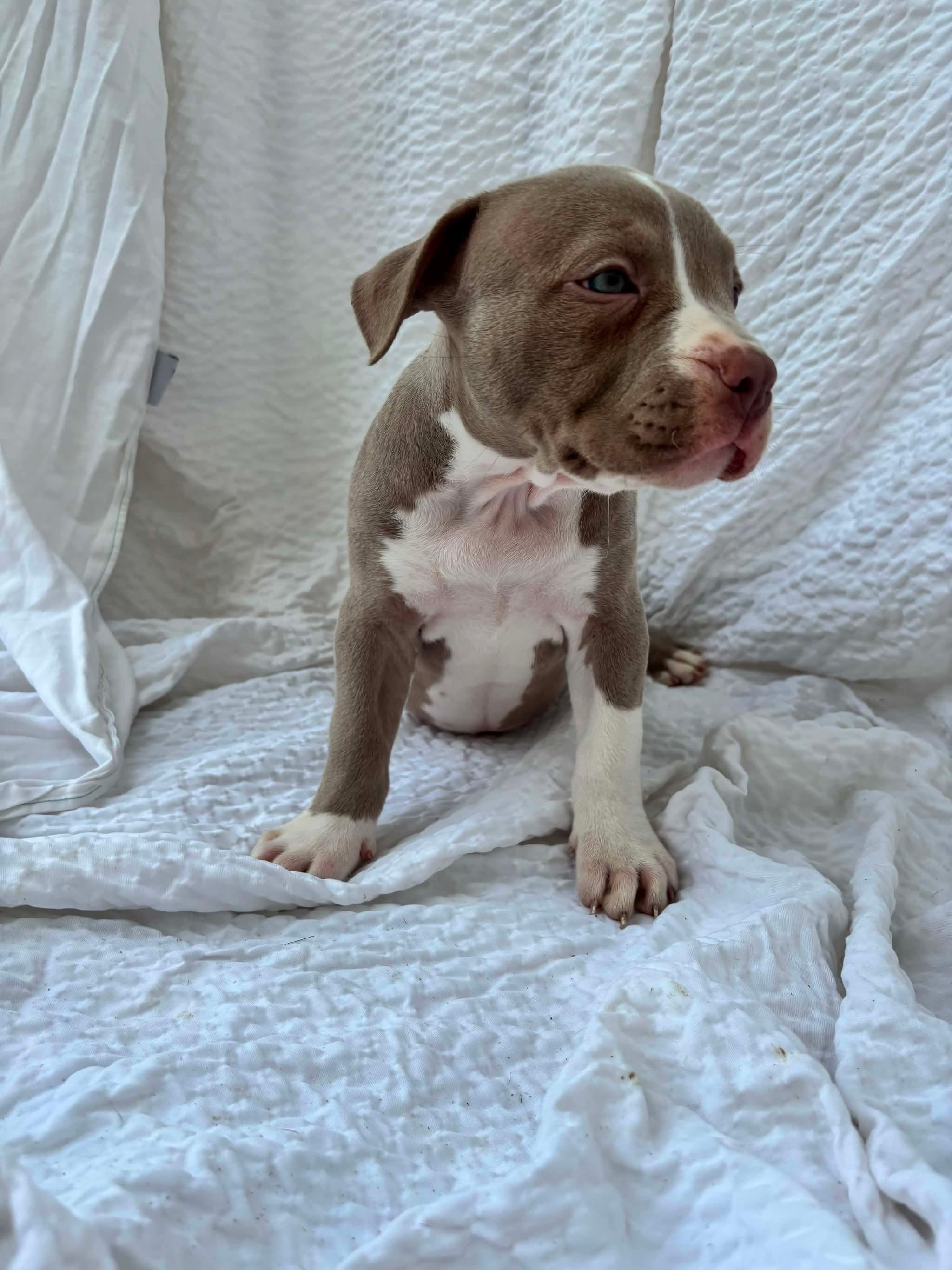 Valley, a ADOPTABLE American Staffordshire Terrier in Grafton, MA image 3/3