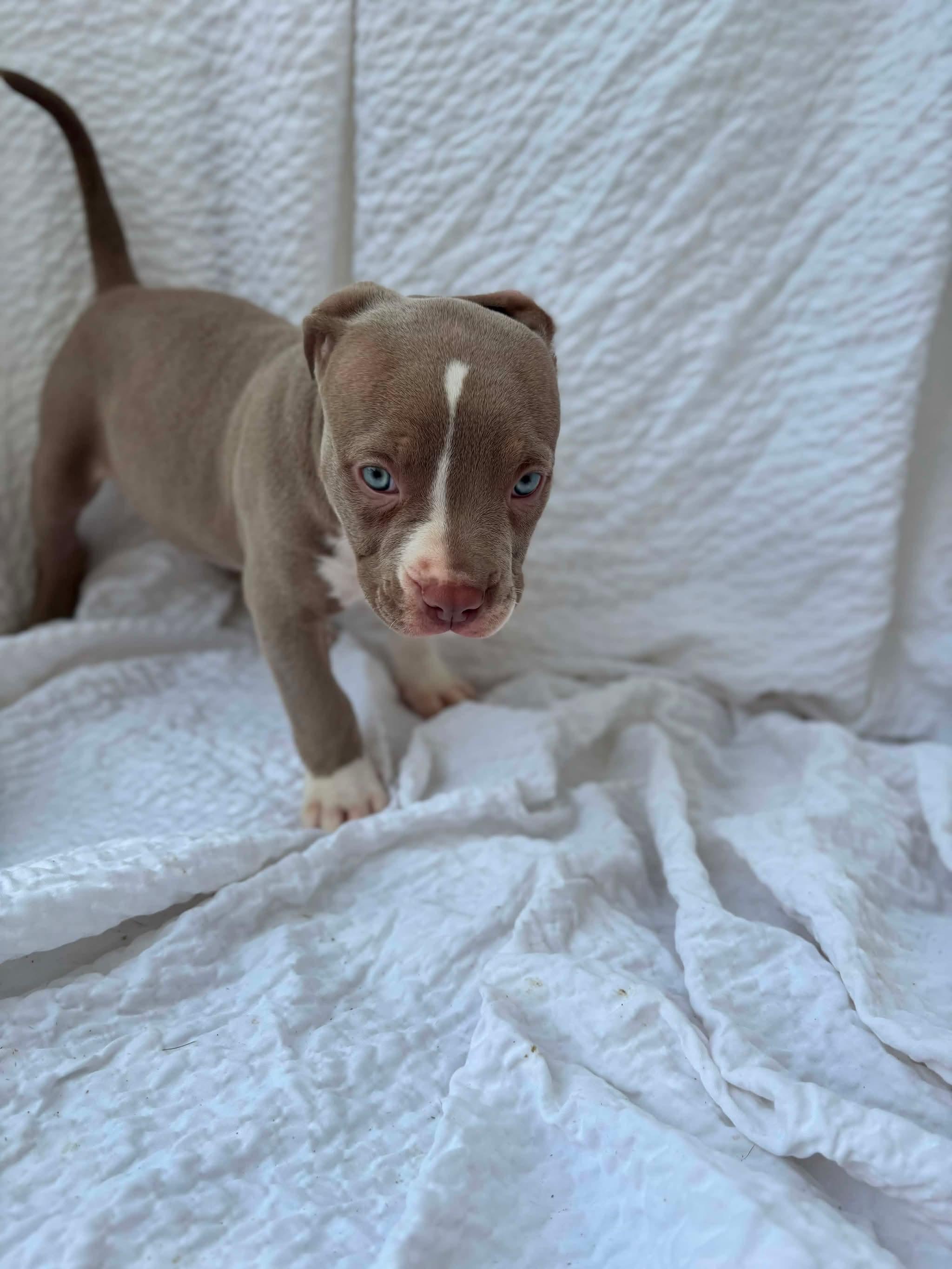 Valley, a ADOPTABLE American Staffordshire Terrier in Grafton, MA image 2/3