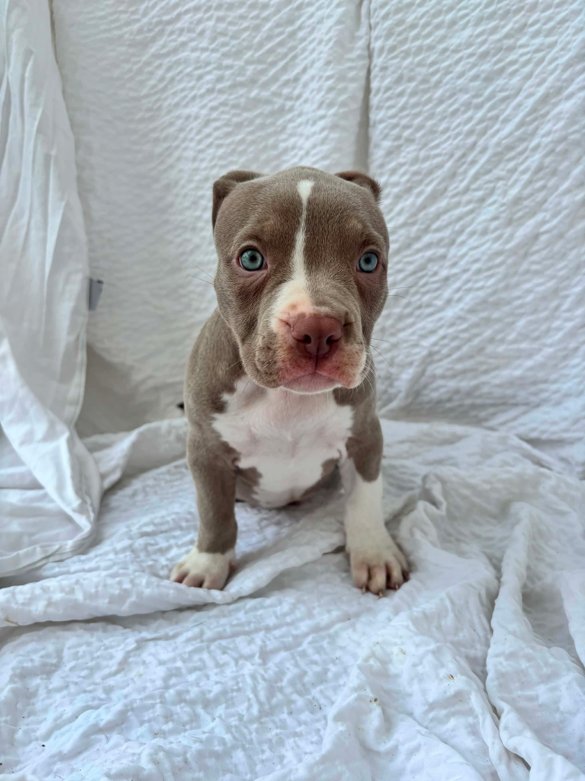 Valley, ADOPTABLE, Young Female American Staffordshire Terrier.