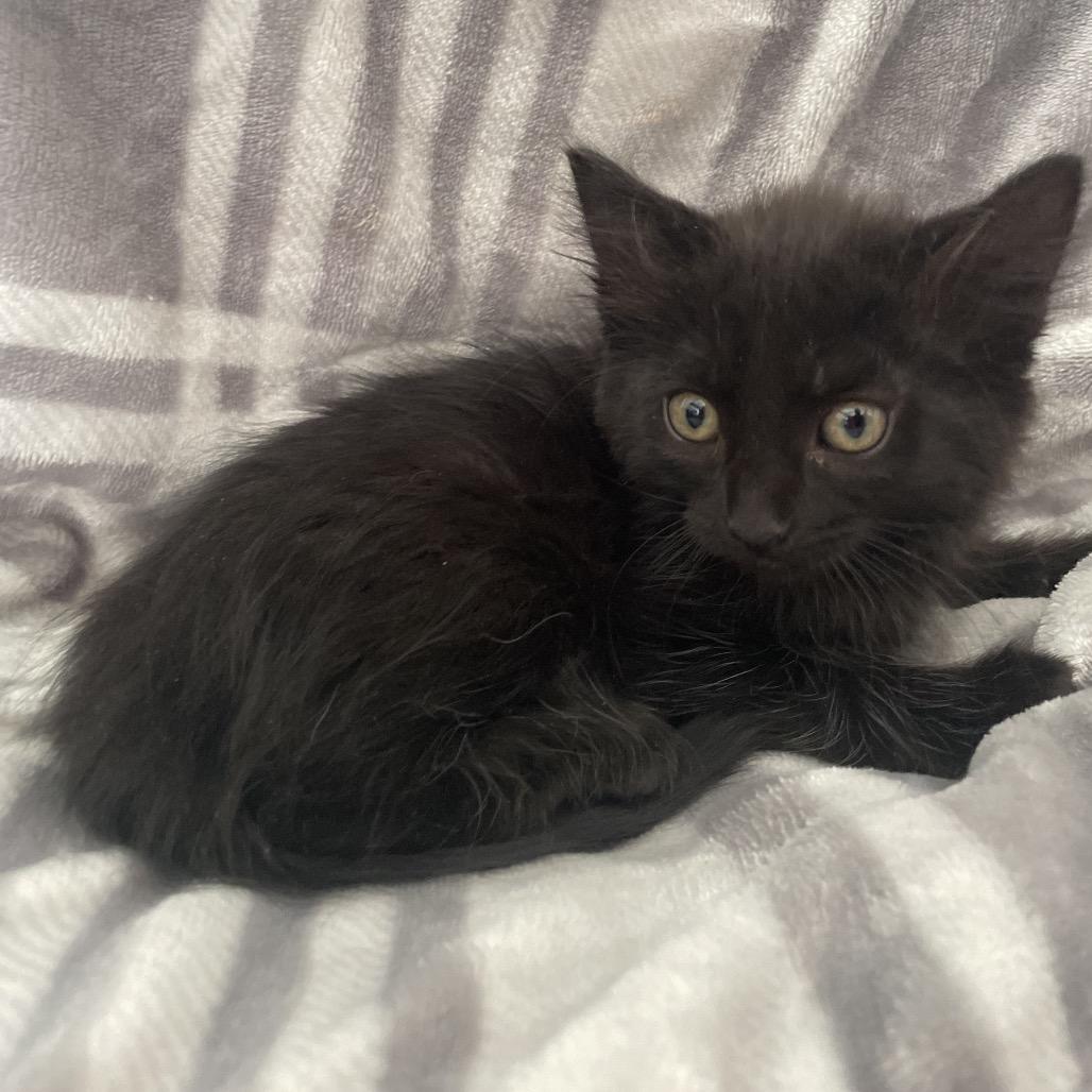 Benny, Adoptable, Kitten Male Domestic Medium Hair.